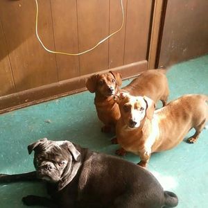 Meet your Posher, Bridget